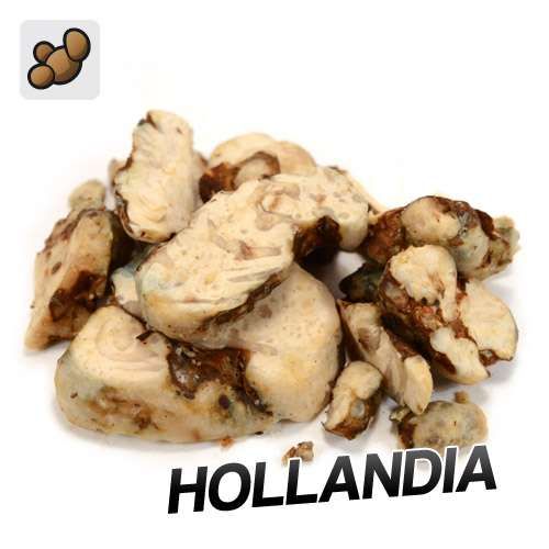 Psilocybe Hollandia Truffels (15 gram)