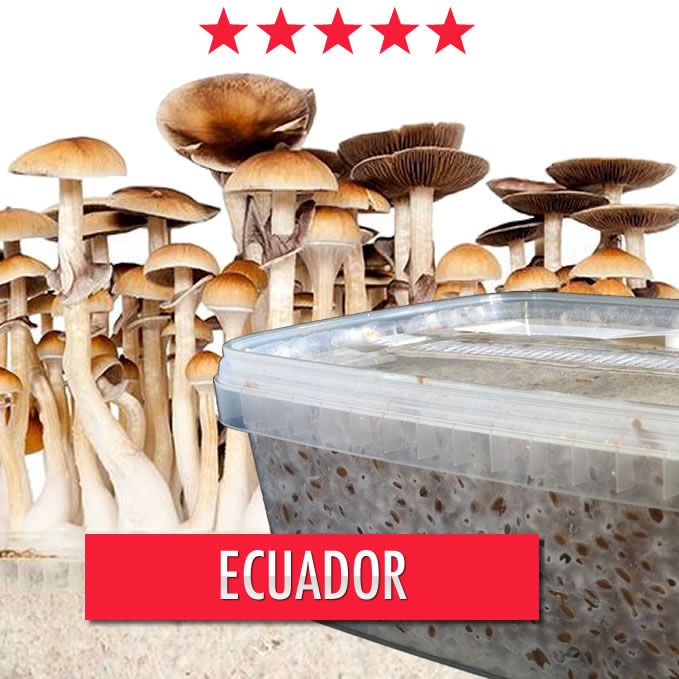 Ecuador Magic Mushroom Grow set - 1200cc