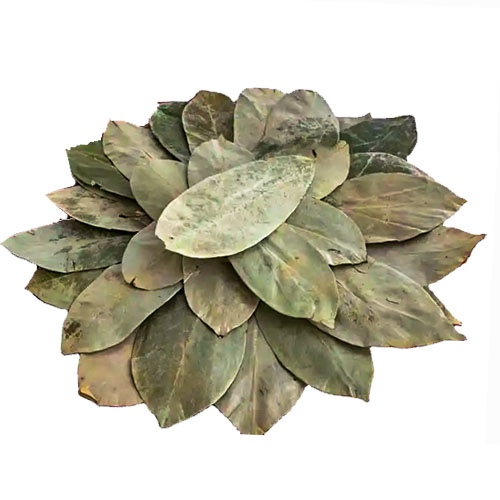 Annona muricata (Graviola) - Soursop - Leaves
