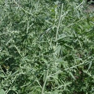 Artemisia Absinthium - 1 gram | 16000 zaden