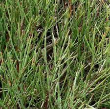 Ephedra viridis - 5 g | 225 zaden