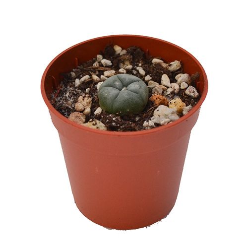 Peyote cactus | Lophophora williamsii