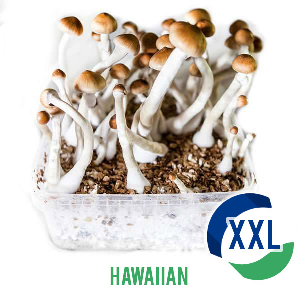 Psilocybe Hawaiian XL Mycelium box (2100cc)