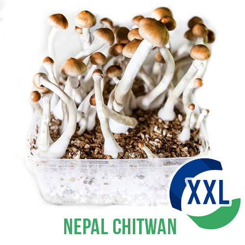 Nepal Chitwan XL Mycelium box (2100 ML)