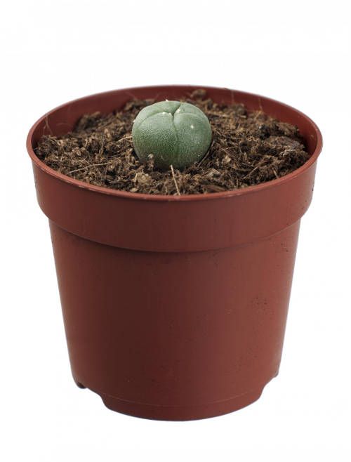Peyote Cactus (1 - 2cm)