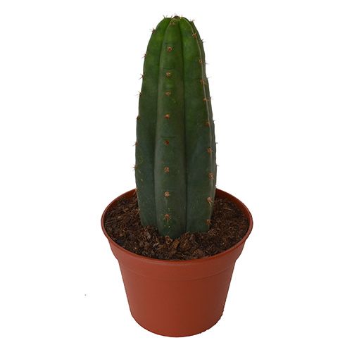 Trichocereus Pachanoi - San Pedro Cactus (In Soil)