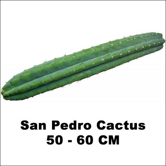 San Pedro Cactus (50 - 60 cm)