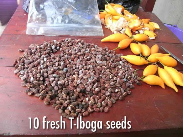 Tabernanthe iboga - 100 fresh seeds)