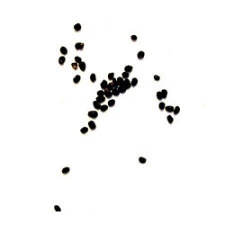 Trichocereus peruvianus seeds | 1000 seeds