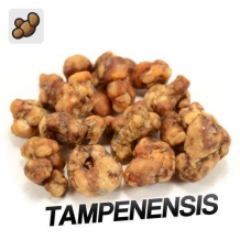 Sclerotia Tampanensis (15 gram)