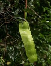 Entada Rheedii - 1 kg