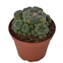 images/productimages/small/Lophophora-cluster-big.jpg