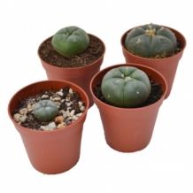 images/productimages/small/Lophophora-williamsi-cactussen-kopen.jpg