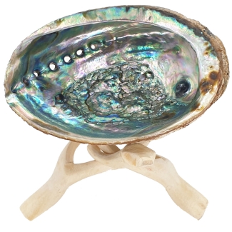 Cobra driepoot met Abalone schelp - Groot 