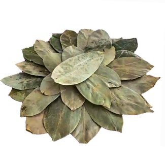 Annona muricata (Graviola) - Soursop of Zuurzak - Blad