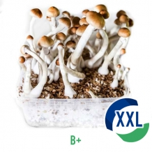 images/productimages/small/b-magic-mushroom-xl-kit.jpg