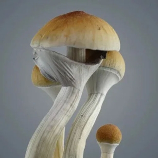 Golden Teacher Growkit – Royale Flush