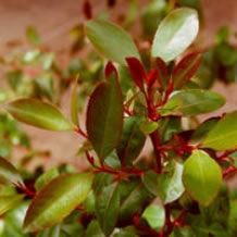 Catha edulis, Khat - 100 seeds