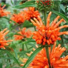 Leonotis Leonorus - Wild dagga 1 gram |  400 Zaden