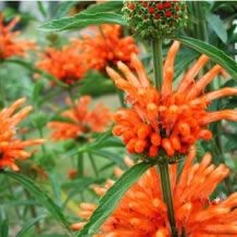 images/productimages/small/leonotis.jpg