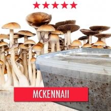McKennaii Magic Mushroom Grow kit - 1200cc