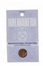 Acacia Xanthophloea - Mukanya Kude