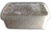 images/productimages/small/mycelium-growkit.jpg