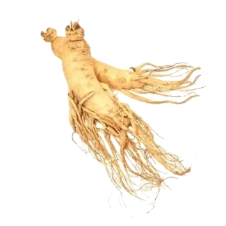 images/productimages/small/panax-ginseng-root-wholesa.jpg