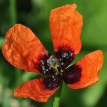 Argemone Mexicana - 10 g | 8300 seeds