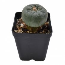 images/productimages/small/peyote-grafted-lophophora.jpg