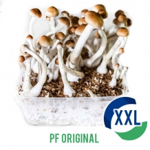 images/productimages/small/pf-original-magic-mdushroom-xl-kit.jpg