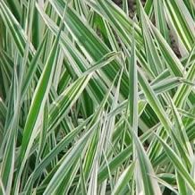 images/productimages/small/phalaris.jpg