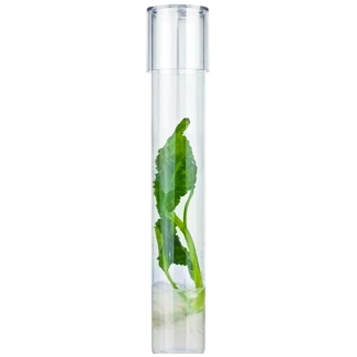 images/productimages/small/salvia-divinorum-cutting-stek.jpg