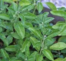Withania somnifera - 1 g | 600 seeds