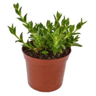 Sceletium tortuosum plant - Kanna 