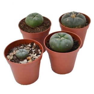 Peyote cactus | Lophophora williamsii