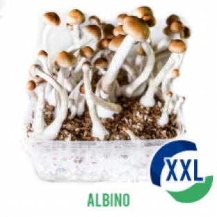 Albino XL Mycelium Box (2100 ML)