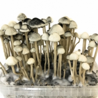 Copelandia cyanscens Florida - Hawaiian Mushroom Grow Kit