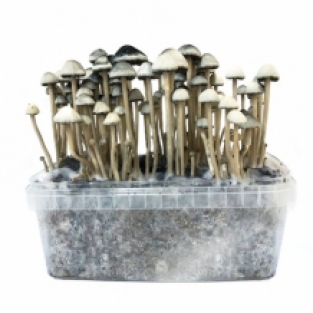 Copelandia Hawaiian mushroom Growkit - 1200cc