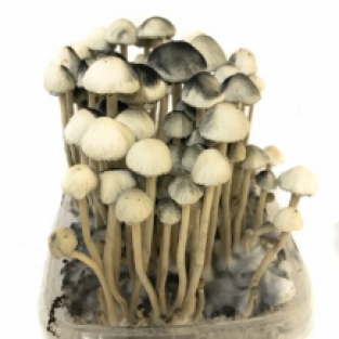 Copelandia Hawaiian mushroom Growkit - 1200cc