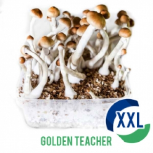 Golden Teacher XL Mycelium box (2100 ML)