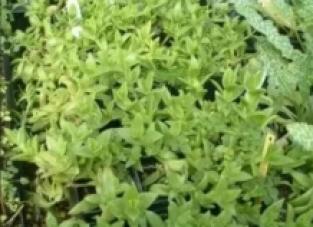 Sceletium tortuosum - 1000 Kanna seeds
