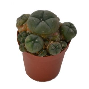 Peyote cluster 5,5 cm | Lophophora williamsii