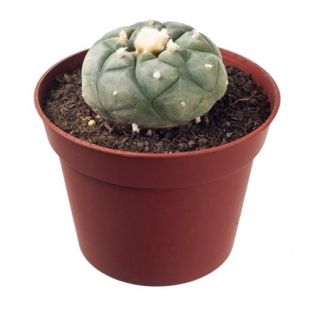 Peyote cactus | Lophophora williamsii