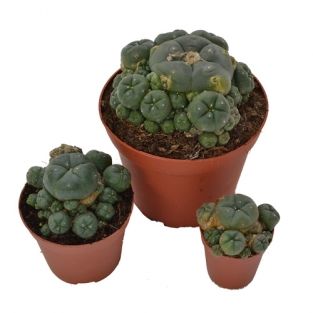 Peyote cluster 8,5 cm | Lophophora williamsii (8.5cm)