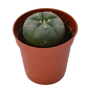 Peyote cactus | Lophophora williamsii