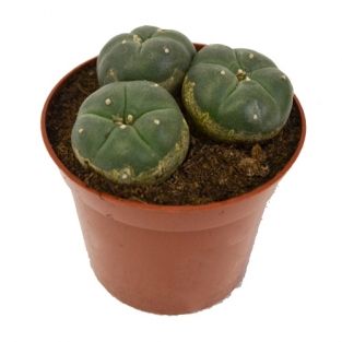 Peyote  3 koppen | Lophophora williamsii