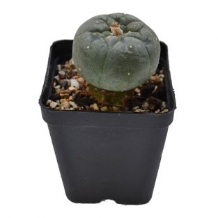 Peyote Williamsii (geënt op Trichocereus Pachanoi)