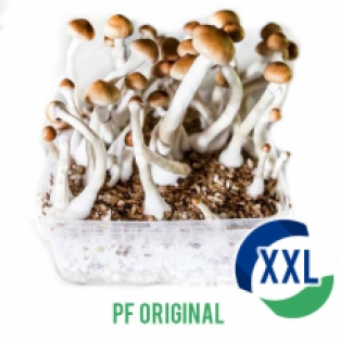 PF Original XL Mycelium box (2100 ML)