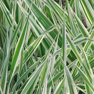 Phalaris Arundinacea - Reed Canary Grass